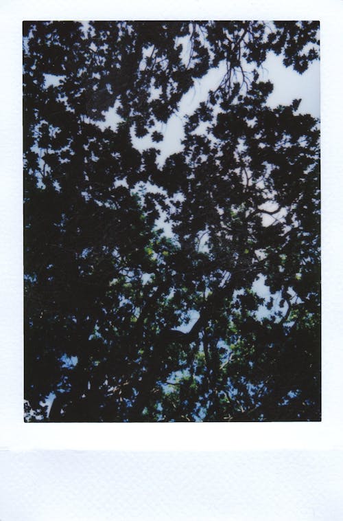 Polaroid Photo Of Branches