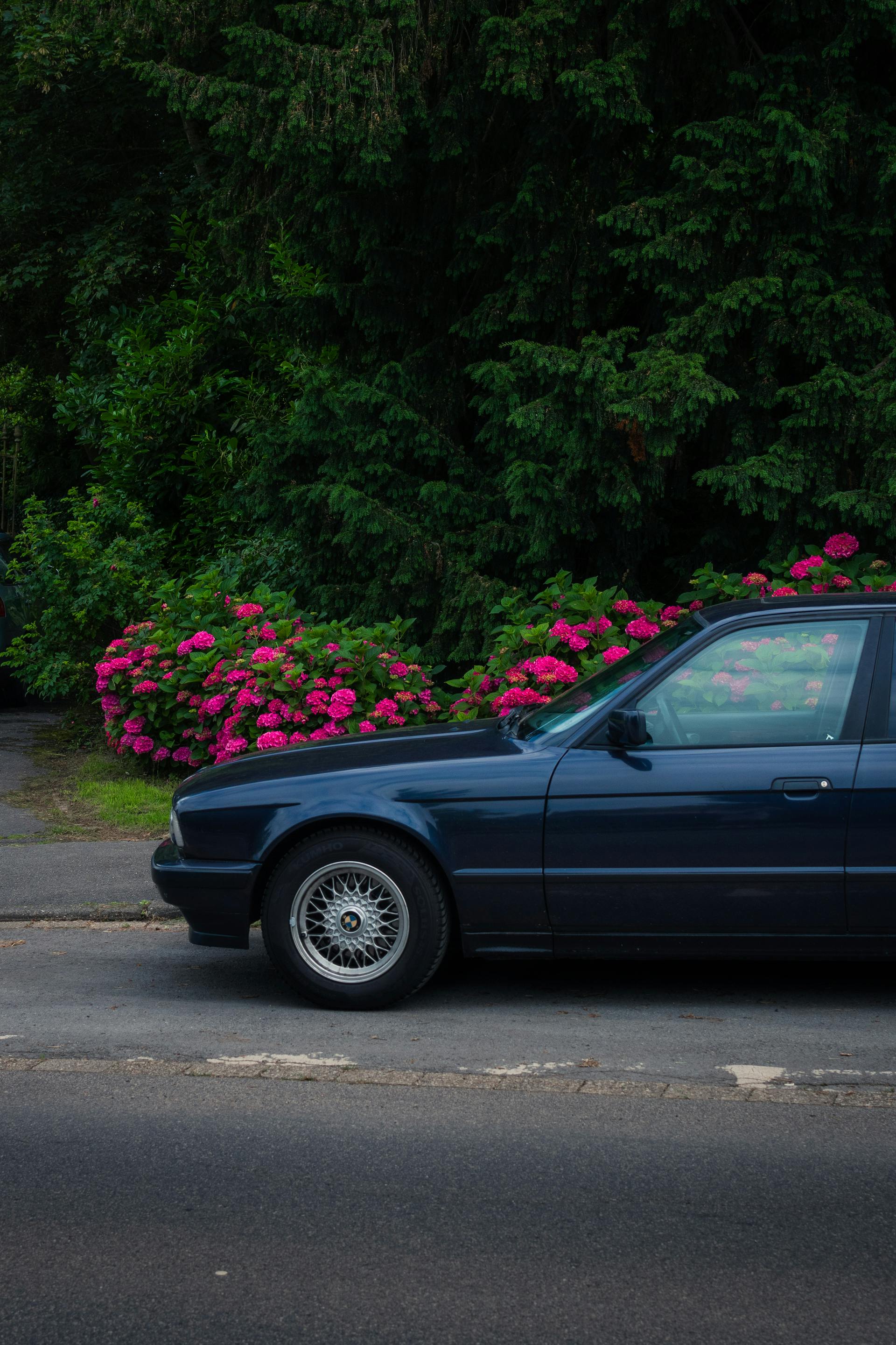 Vintage blue car on street with pink hydrangeas and lush greenery.
