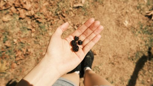 Free A hand holding freshly picked blackberries on a sunny day outdoors. Stock Photo