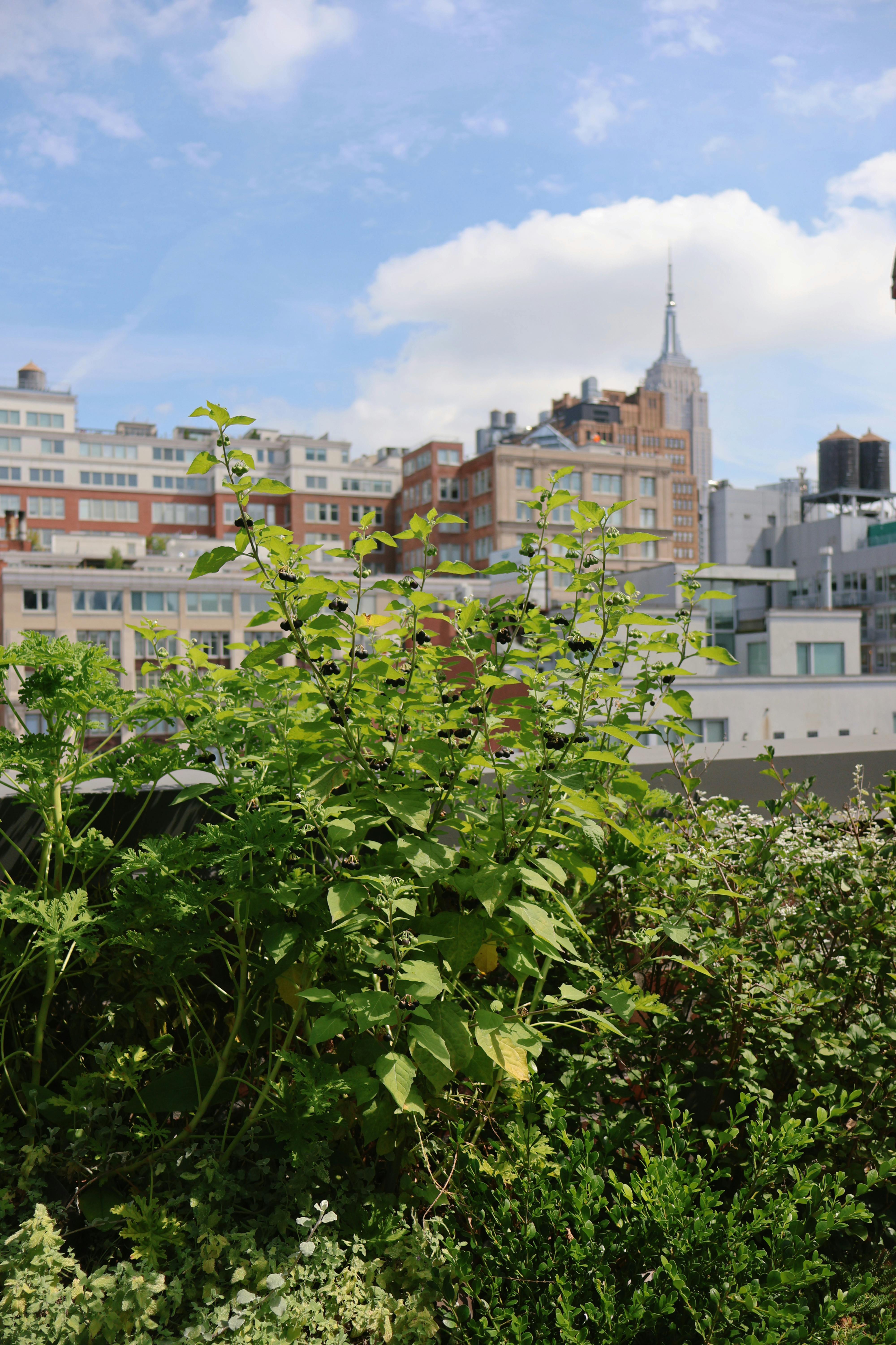 the green roof is surrounded by buildings and plants