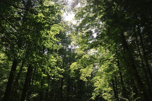 Lush green forest canopy with sunlight filtering through leaves in Ithaca, New York.
