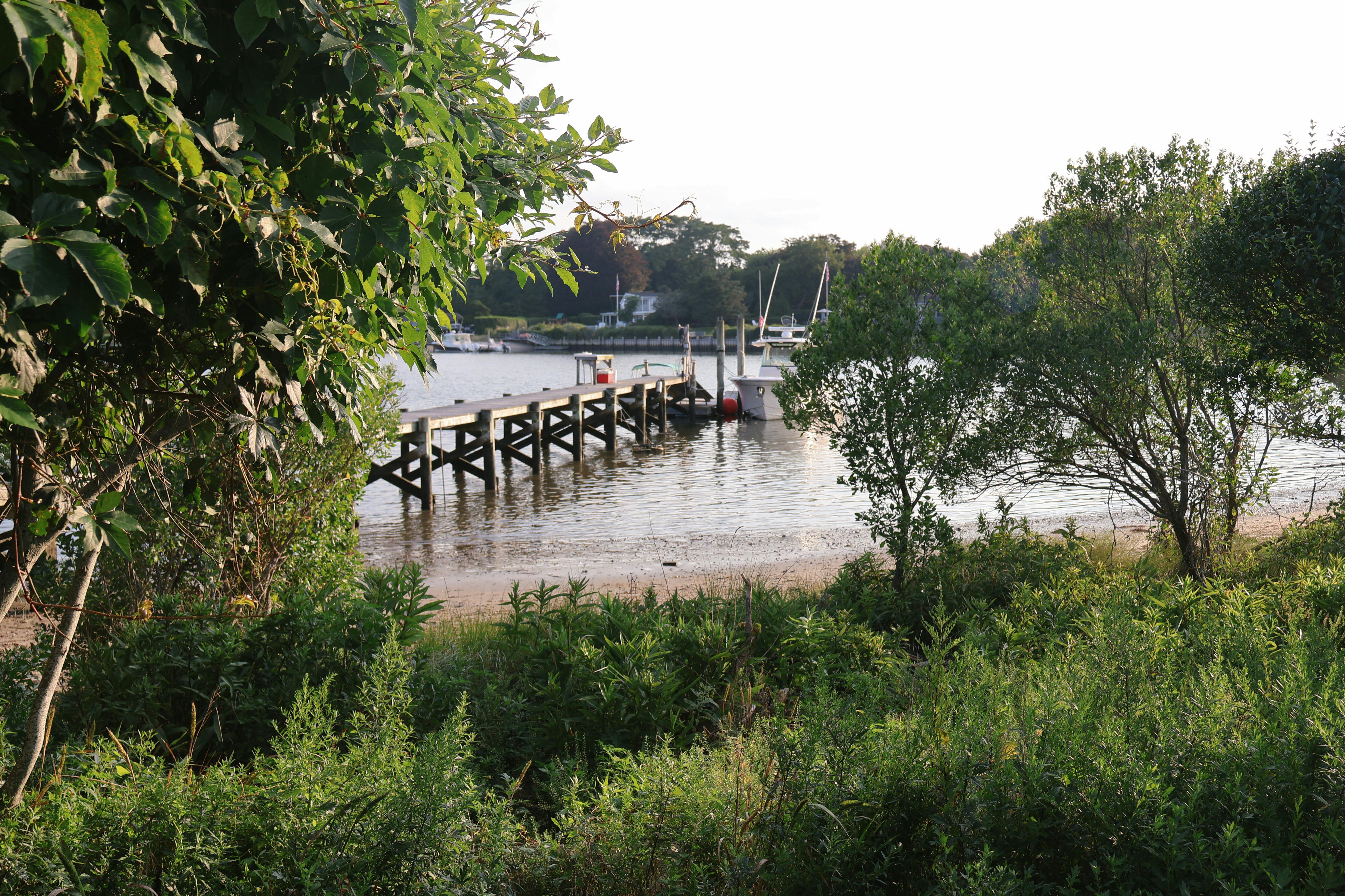 a view of a dock and trees near the water