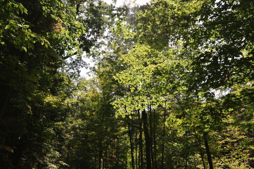 A sunlit forest in Ithaca, NY showcasing tall trees and bright greenery in fall.