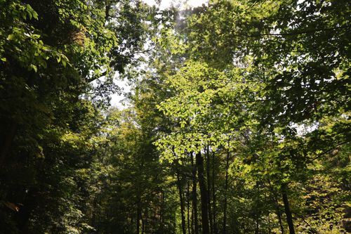 Free A sunlit forest in Ithaca, NY showcasing tall trees and bright greenery in fall. Stock Photo