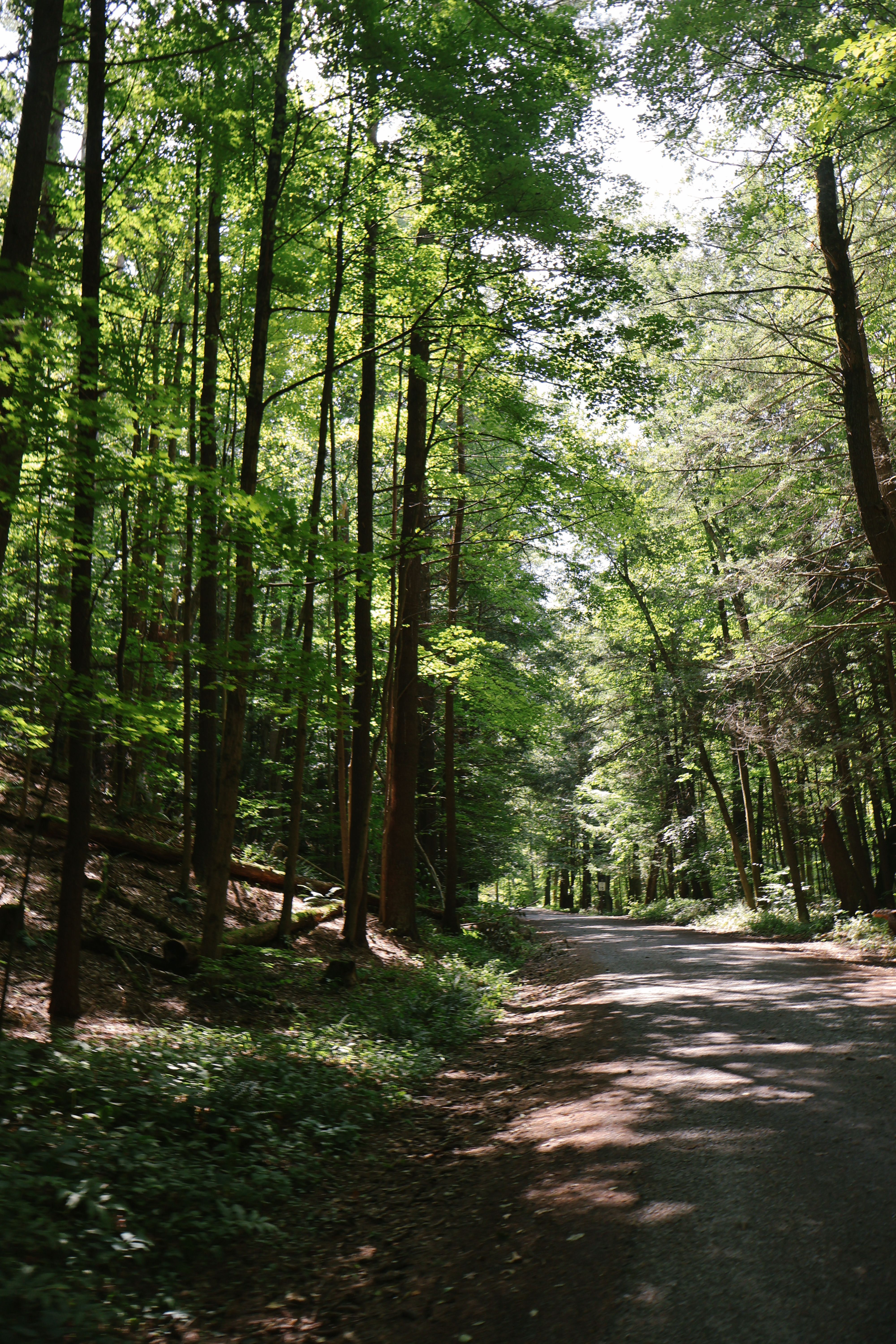 A dirt road in the woods with trees on both sides · Free Stock Photo