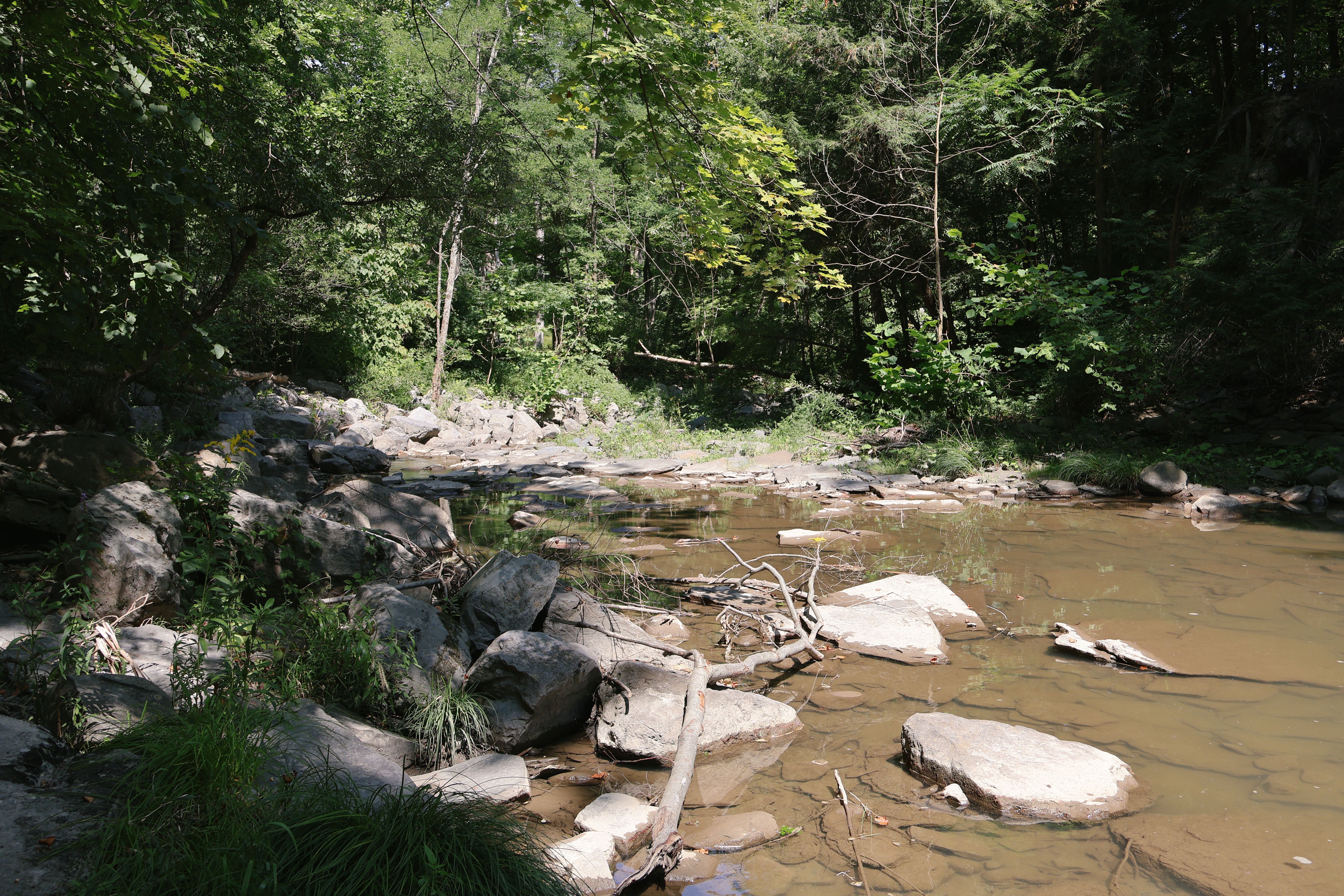 Peaceful forest creek with rocks and trees in Ithaca, NY during summer.