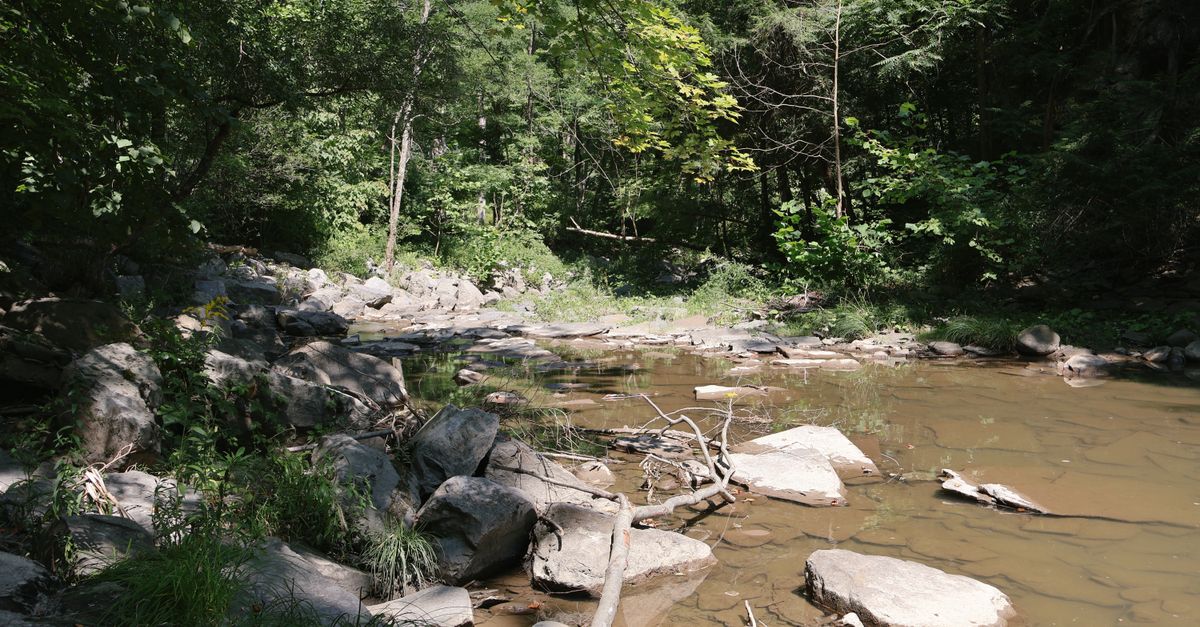 Woods With Rocks A stream in the woods with rocks and trees · Free Stock Photo