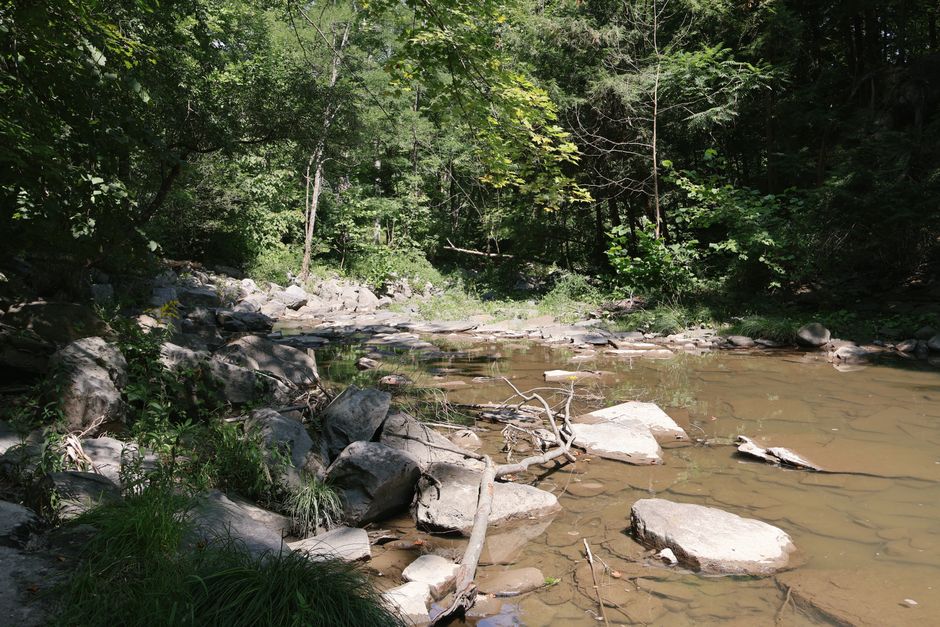 Peaceful forest creek with rocks and trees in Ithaca, NY during summer.