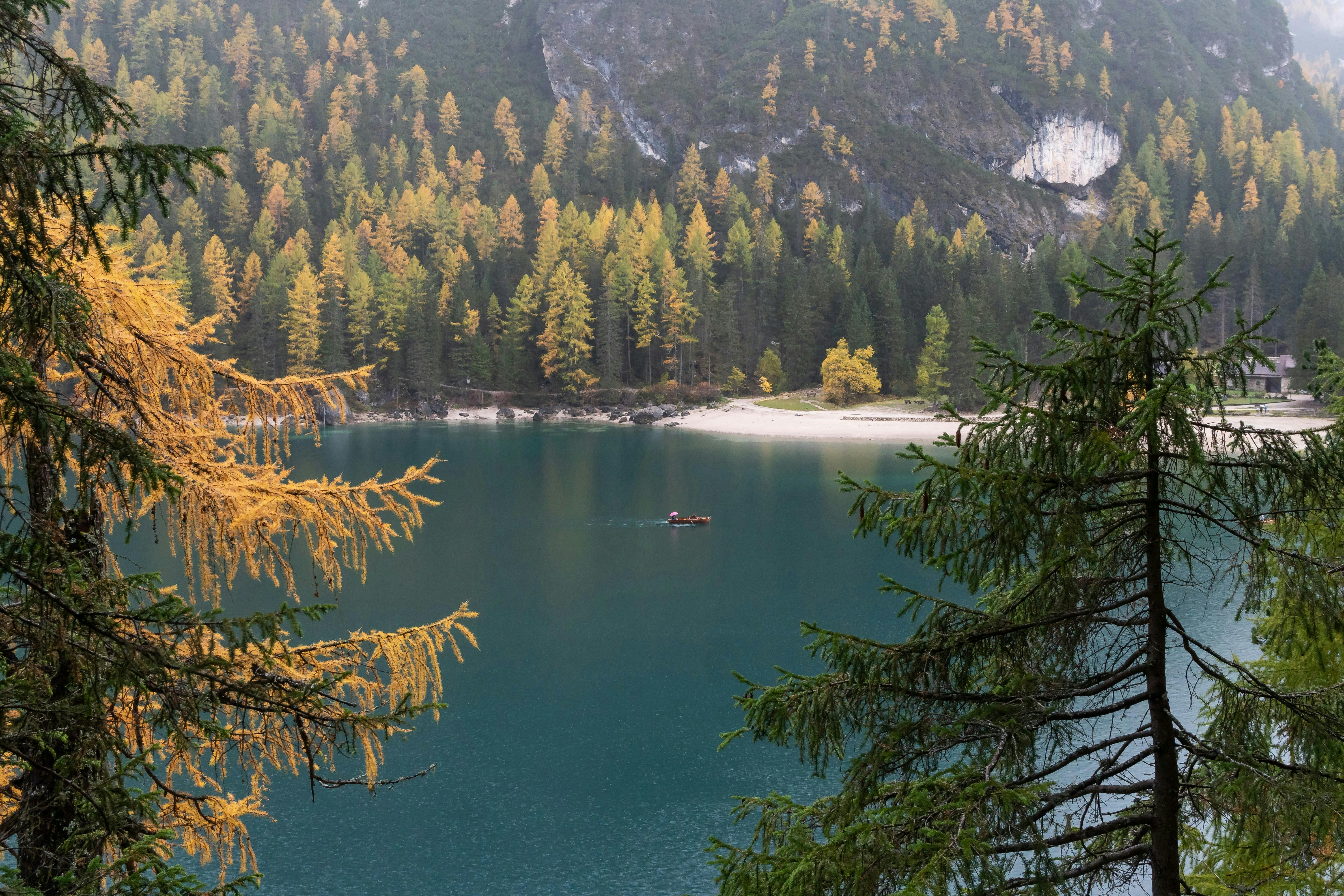 A serene lake with golden larch trees in autumn, perfect for scenic travel.