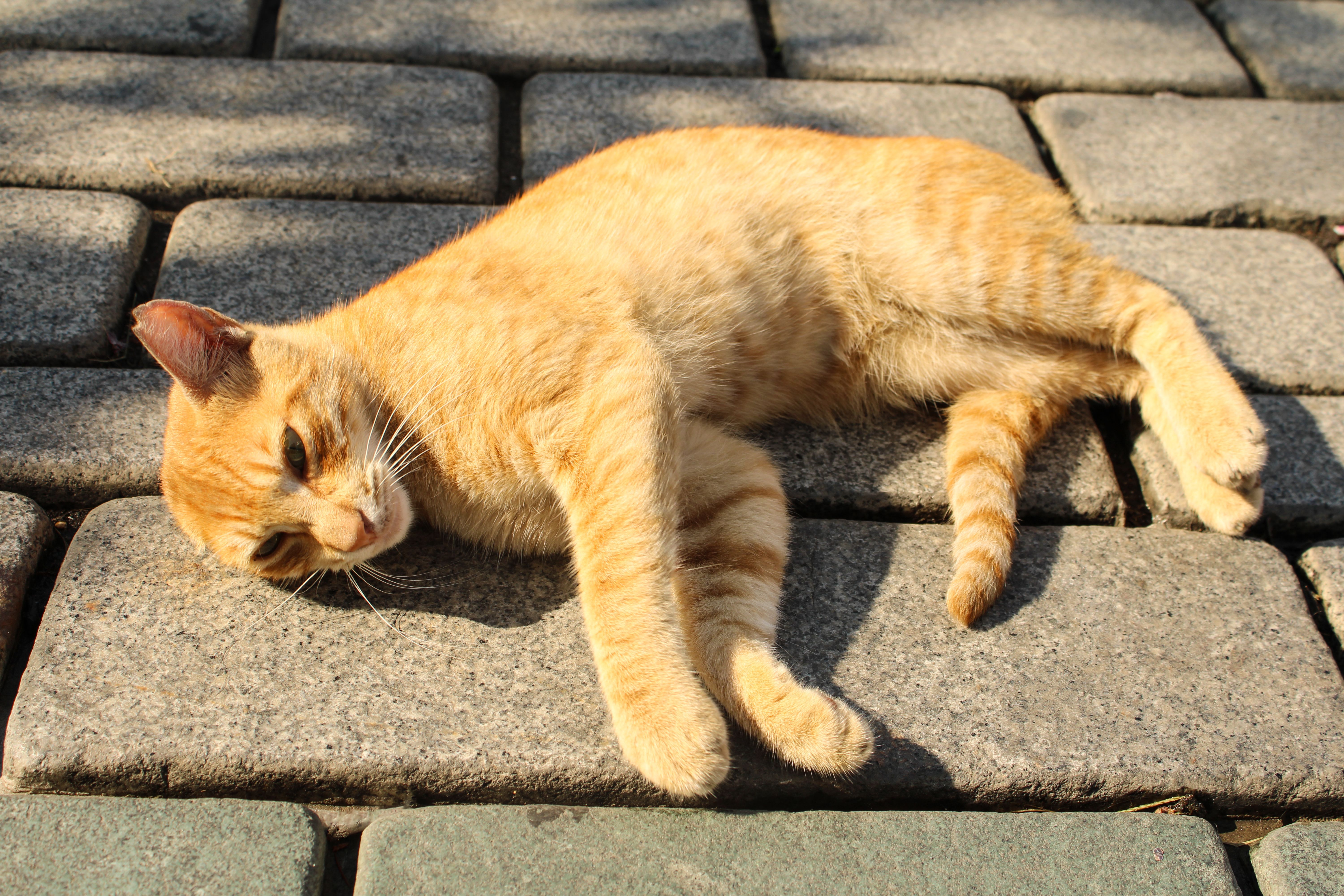 A cat laying on the ground · Free Stock Photo