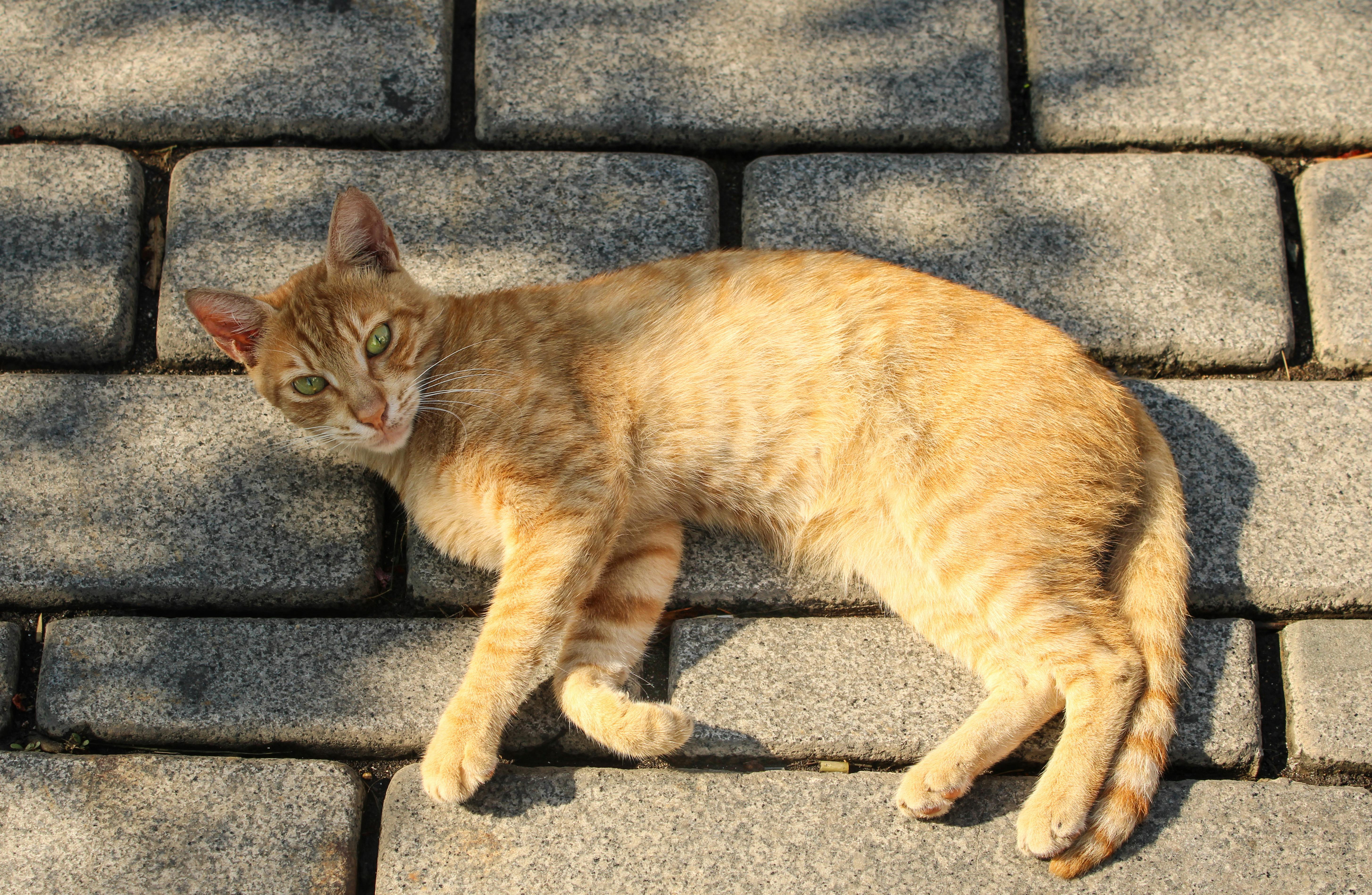 A cat laying on a stone walkway