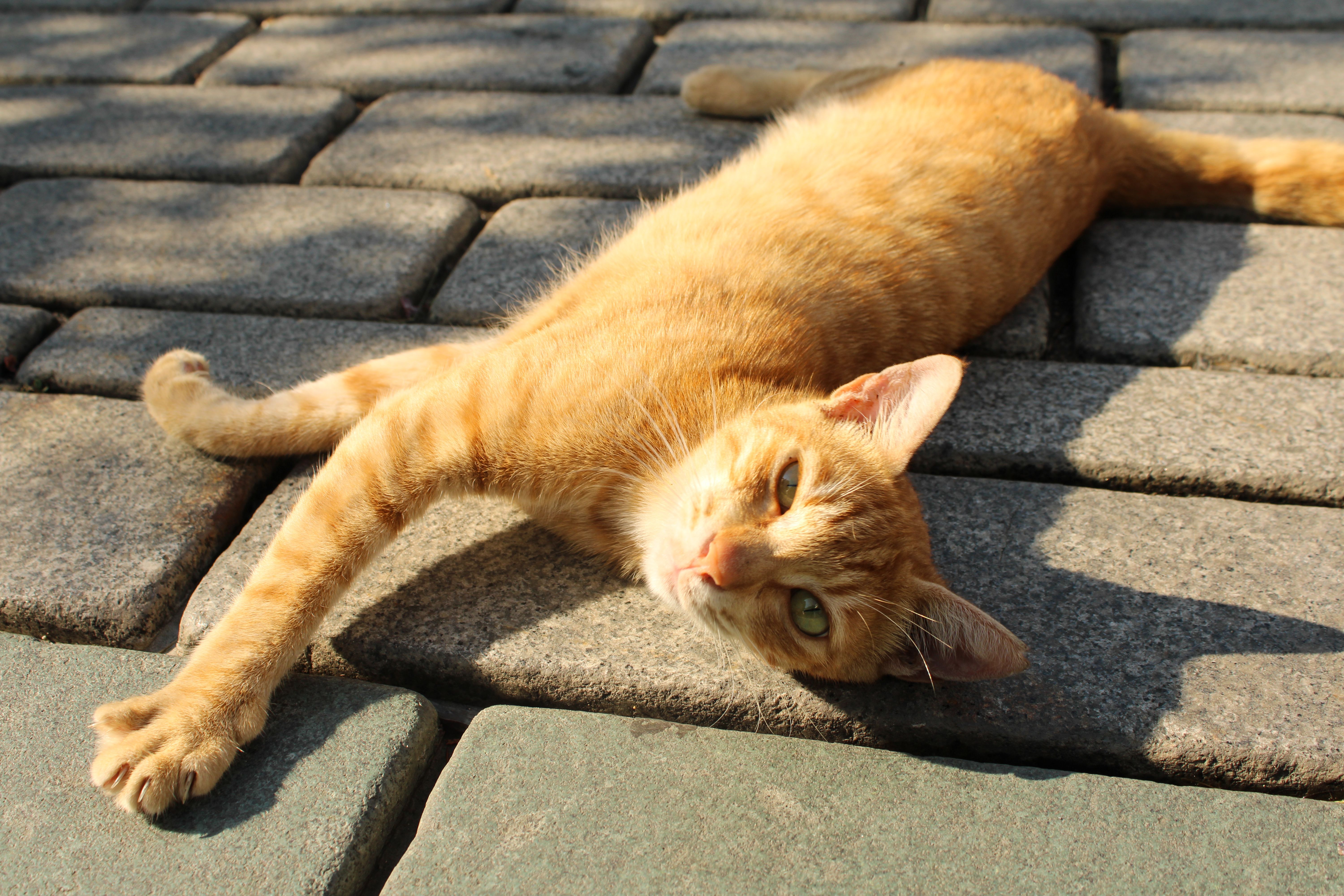 A cat laying on the ground · Free Stock Photo