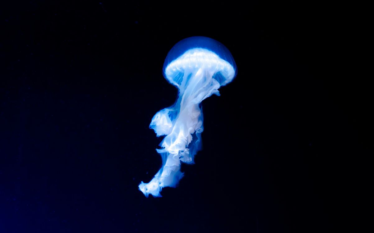 A jellyfish is floating in the dark water · Free Stock Photo