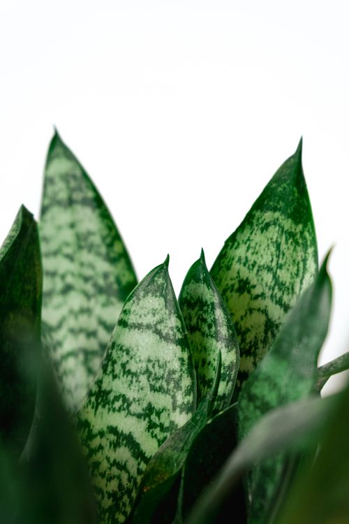 Free Close-up view of lush green snake plant leaves with variegated patterns. Stock Photo