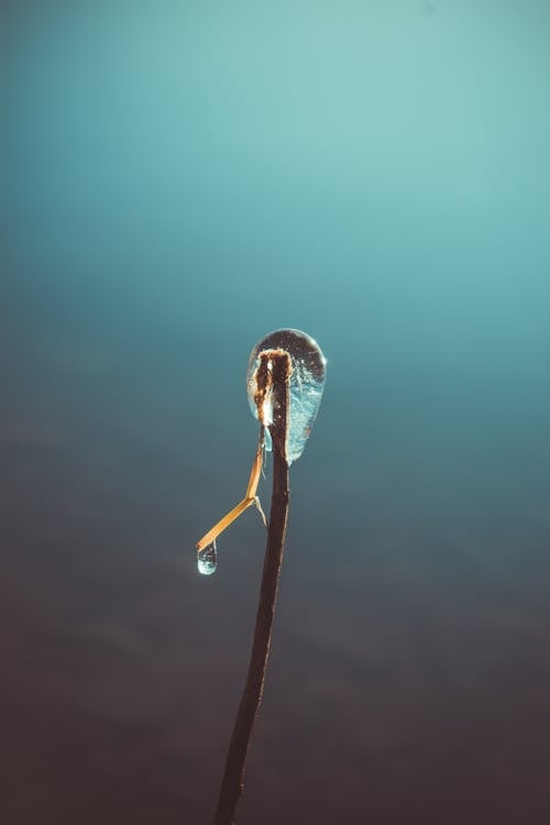 Immagine gratuita di acqua, albero, bokeh