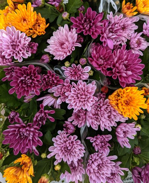 Free A colorful bouquet of chrysanthemums in pink, purple, and yellow hues showcasing natural beauty. Stock Photo