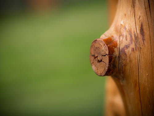 Free stock photo of bokeh, brown, detail