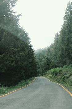 A serene winding road surrounded by misty pine trees, perfect for a tranquil drive.