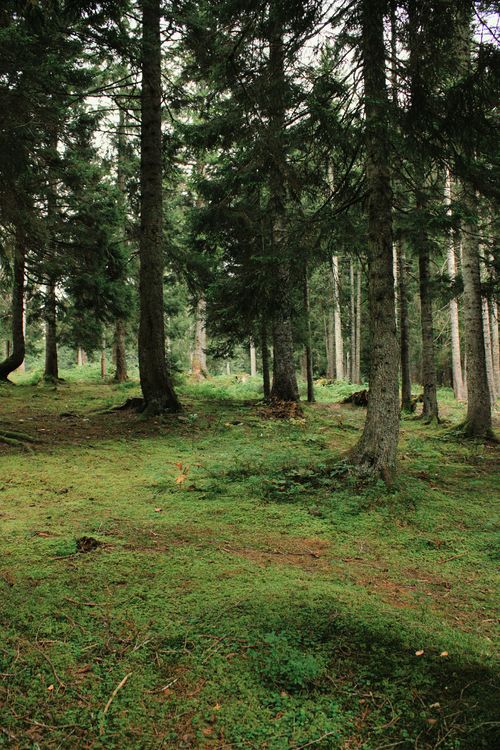 Free A peaceful forest scene with evergreen trees and a mossy ground, perfect for nature lovers. Stock Photo