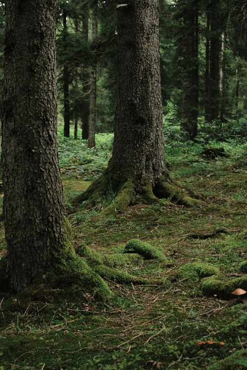 Free Peaceful forest landscape featuring mossy tree trunks and lush greenery. Stock Photo