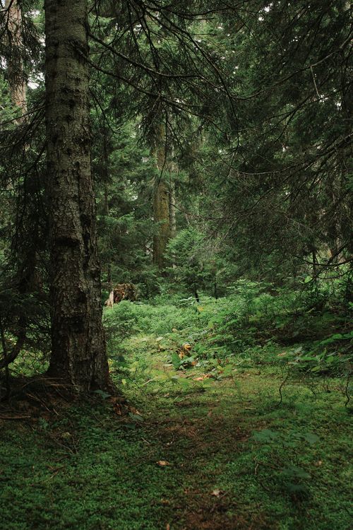 Free Explore a serene forest trail enveloped by lush greenery and towering evergreen trees. Stock Photo