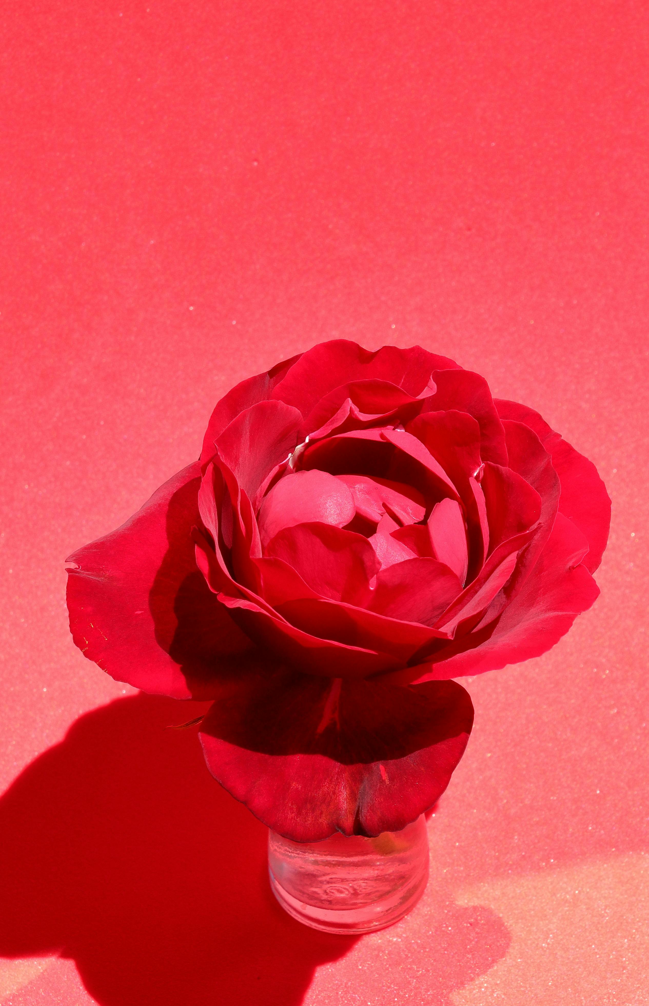 a red rose in a glass vase on a red background