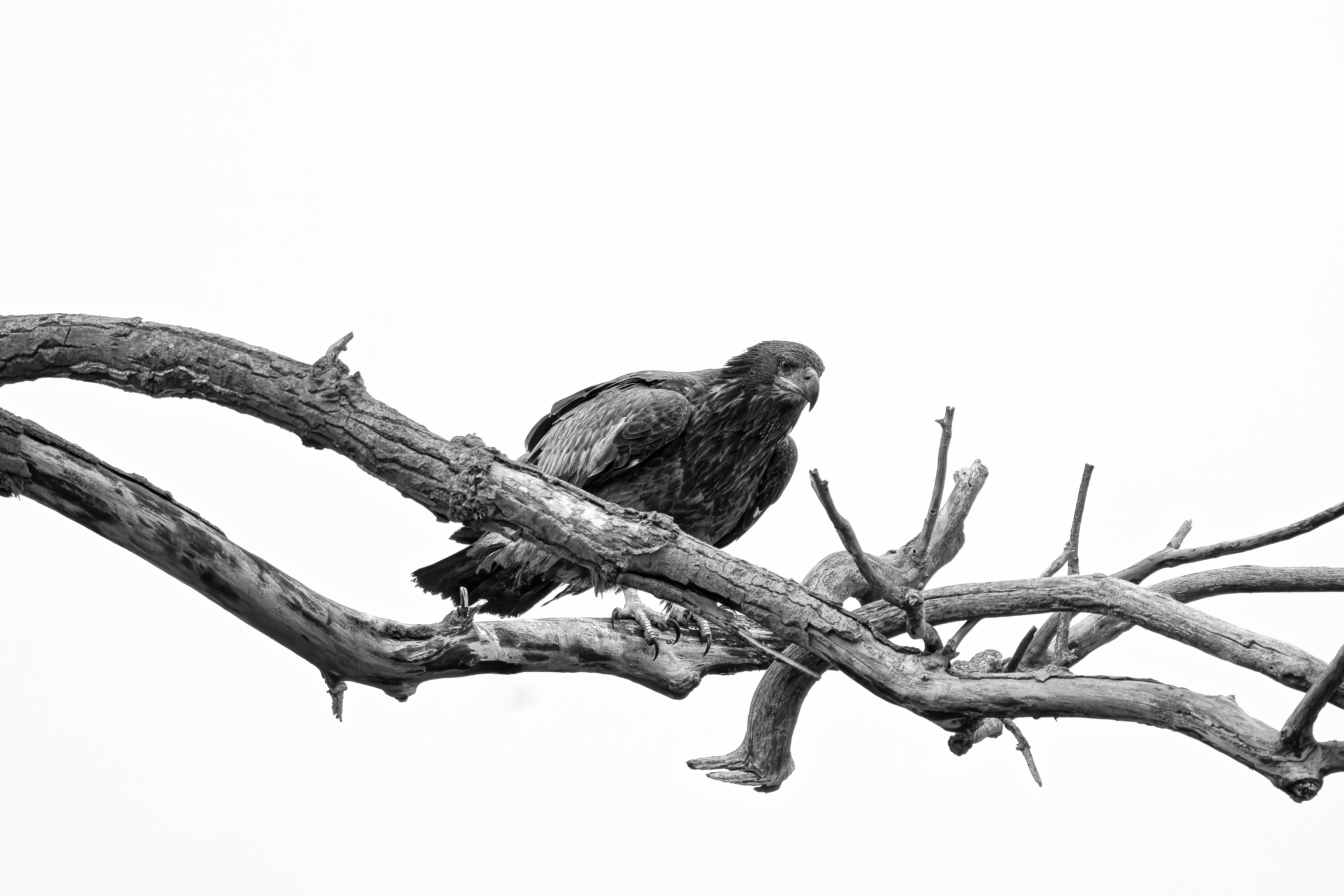 Southeast Alaska Photos, Download The BEST Free Southeast Alaska Stock