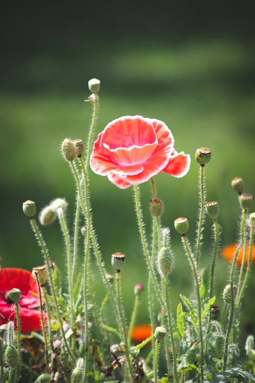 A Blooming Red Opium Poppy