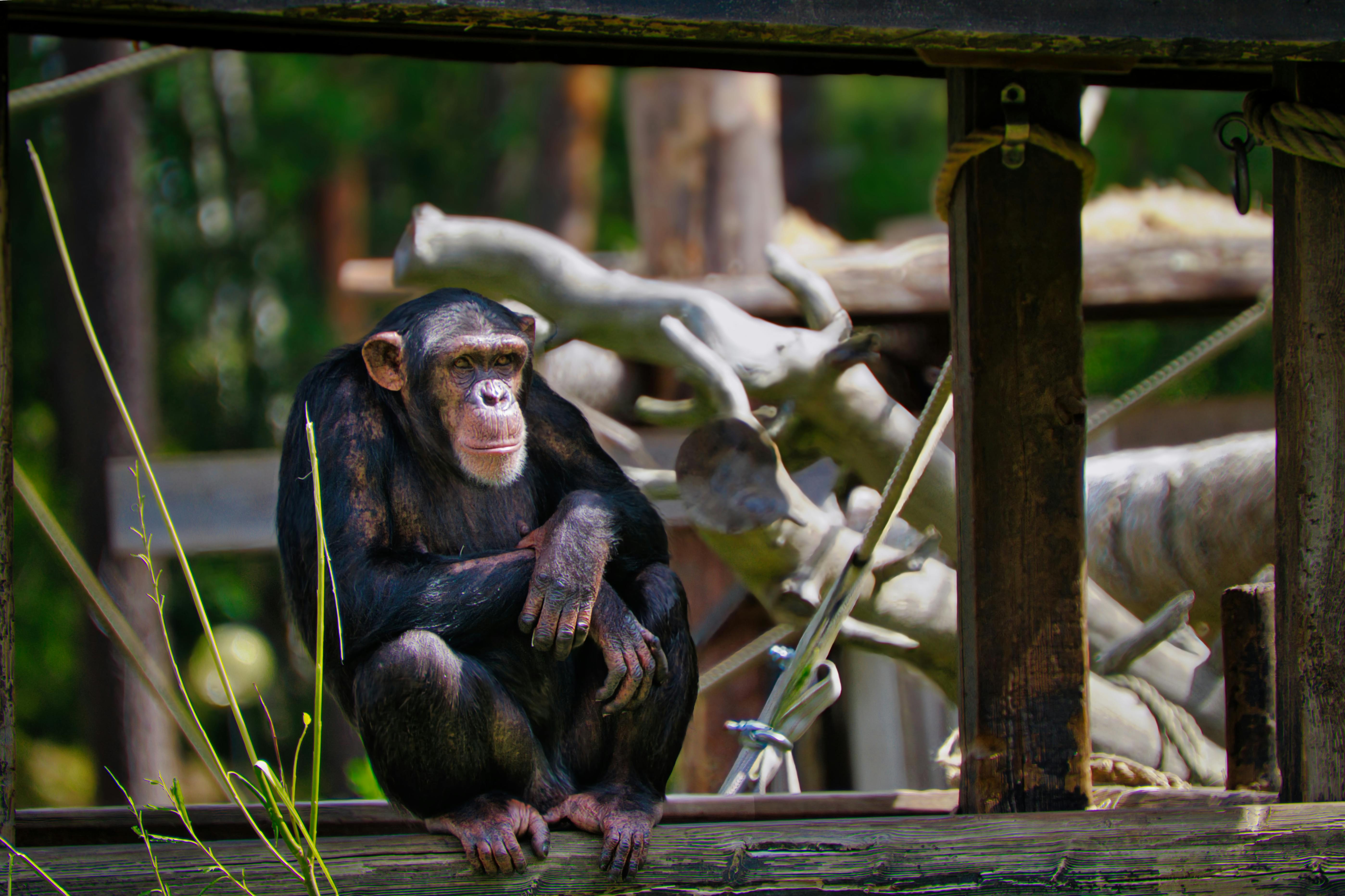 A grown-up ape sitting on a fence