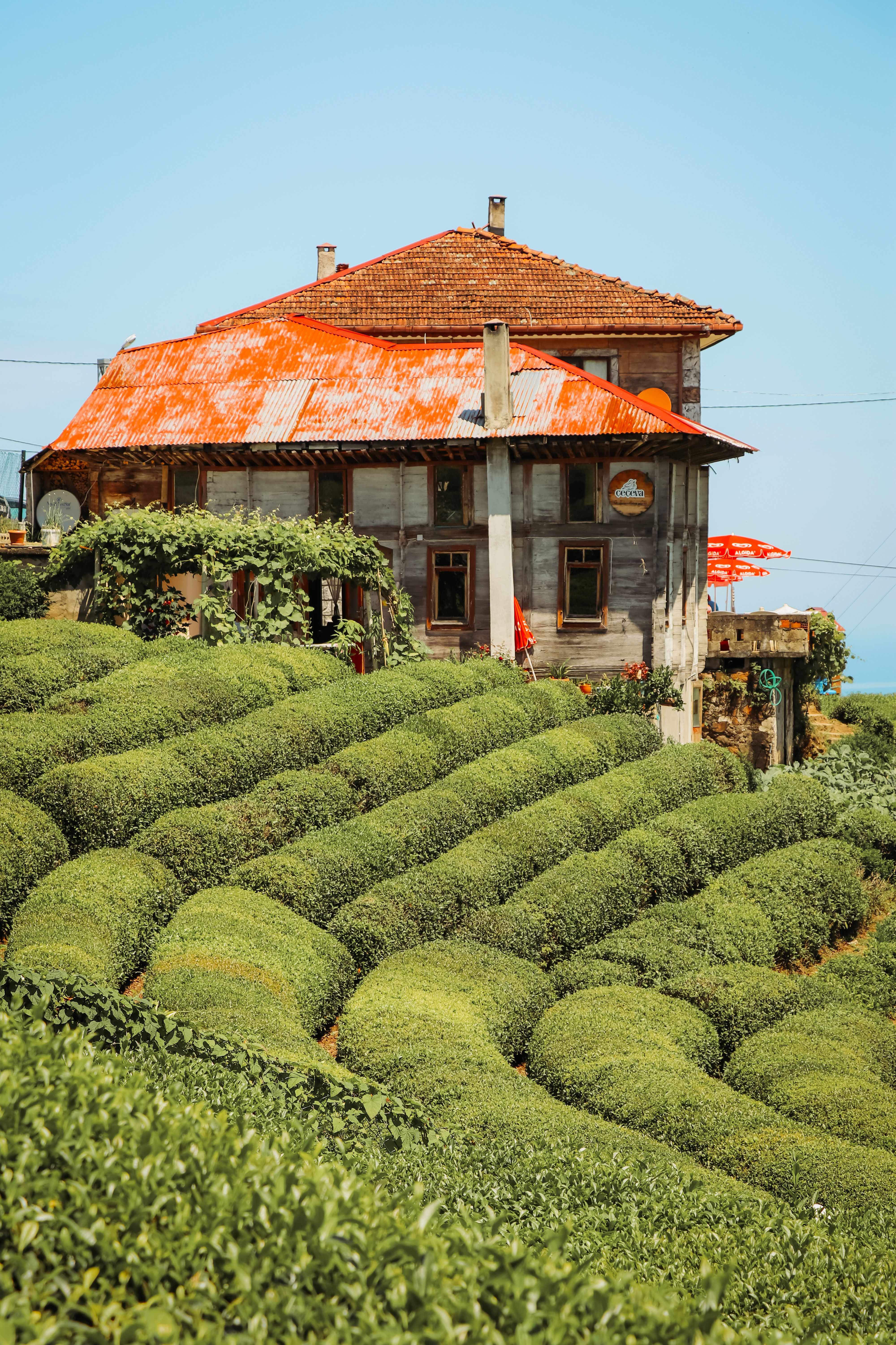 A house on top of a hill with tea bushes · Free Stock Photo