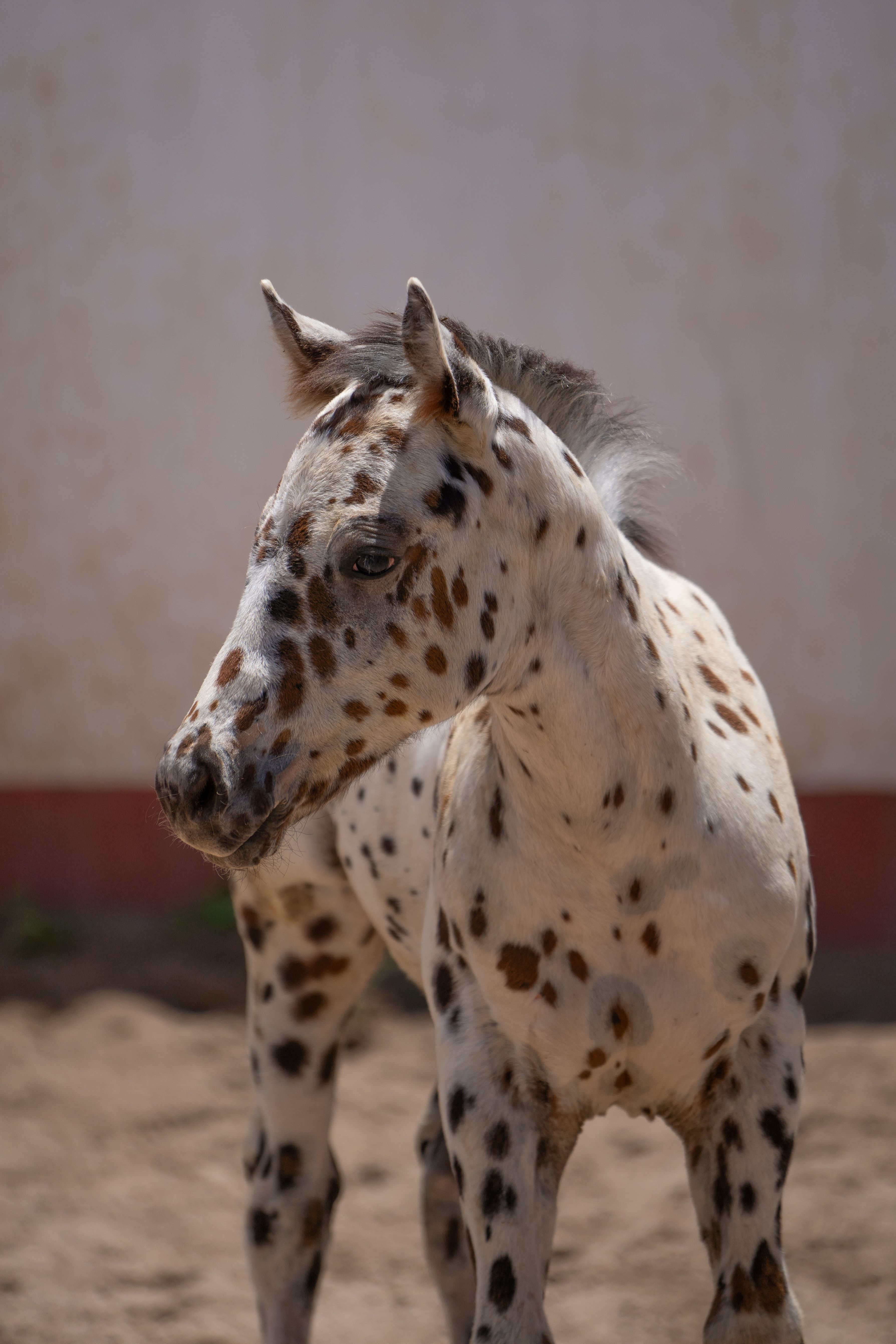Cute Appaloosa foal with unique spots standing outdoors in sunlight.