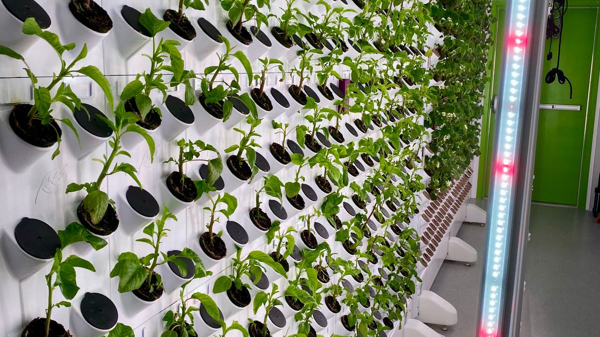 Comment créer un jardin dintérieur comestible en 2026