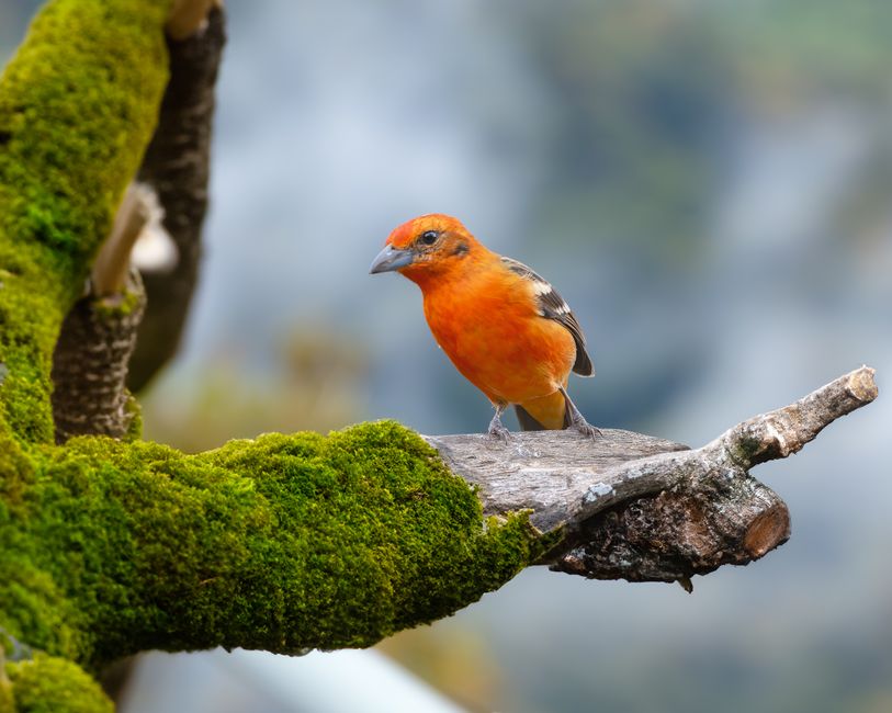 A stunning orange bird perched on a lush, moss-covered branch in an outdoor setting.