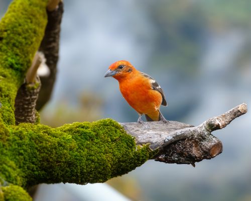 Free A stunning orange bird perched on a lush, moss-covered branch in an outdoor setting. Stock Photo