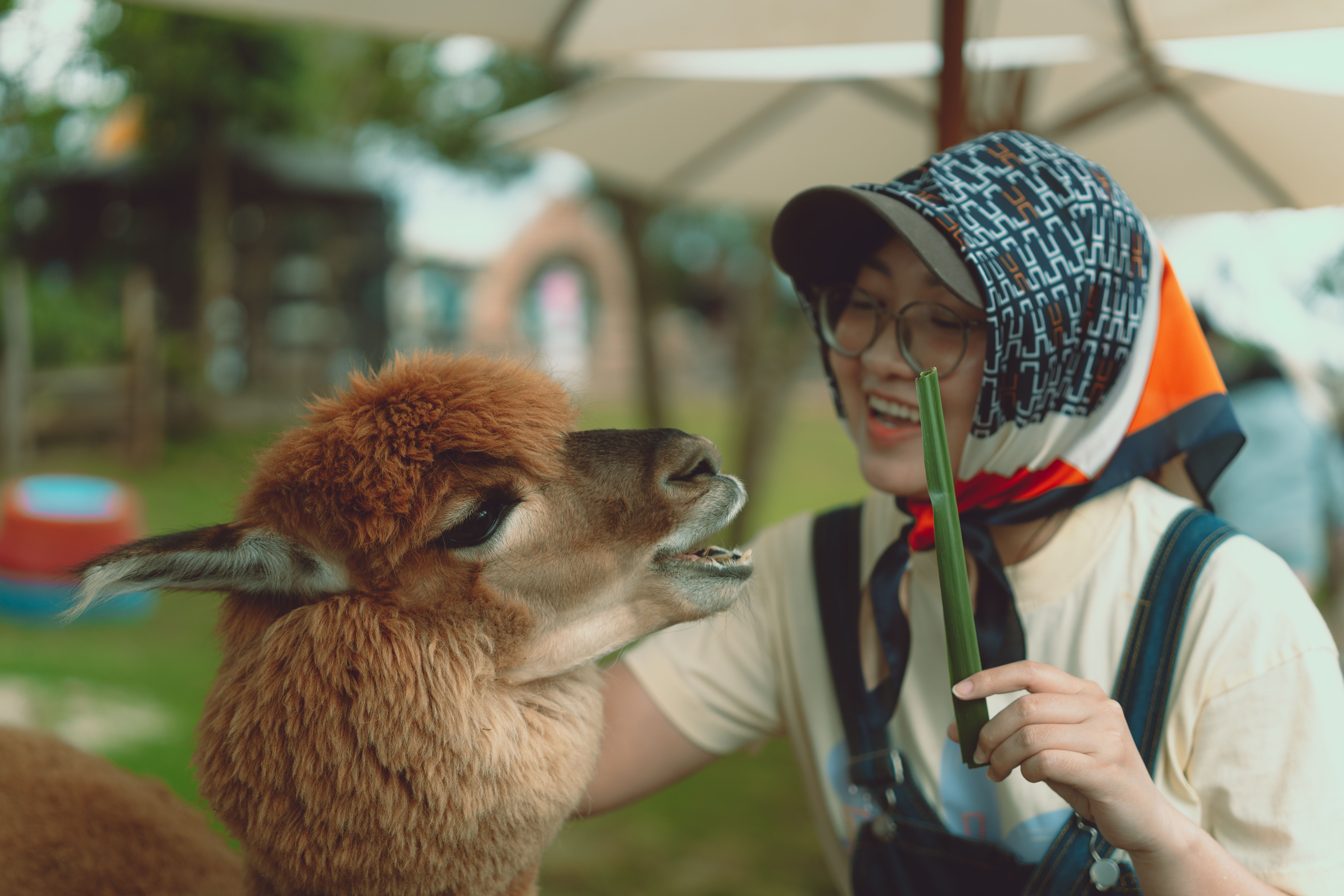 LLAMA WALKS