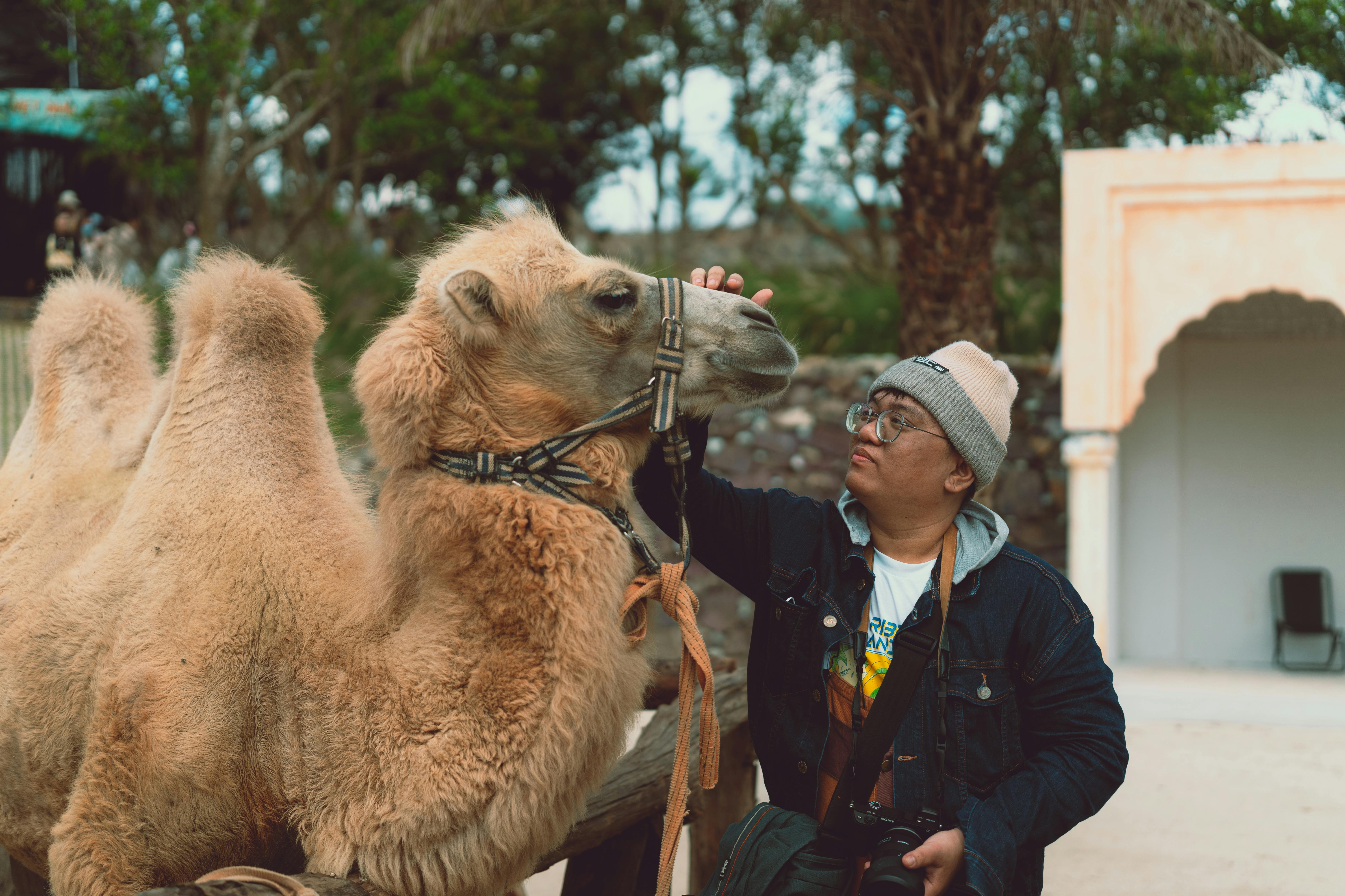 Free stock photo of aerial photography, animal photography, architectural photography