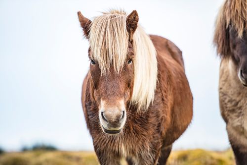 Free Close-up of an Icelandic horse with a lush mane in a rural pasture setting. Stock Photo