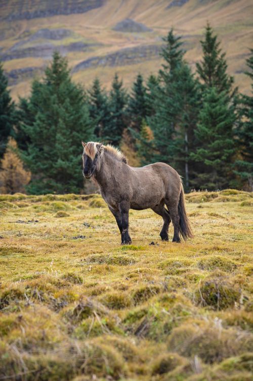 Free A wild horse stands gracefully in a scenic grassland with evergreen trees, exuding natural beauty. Stock Photo
