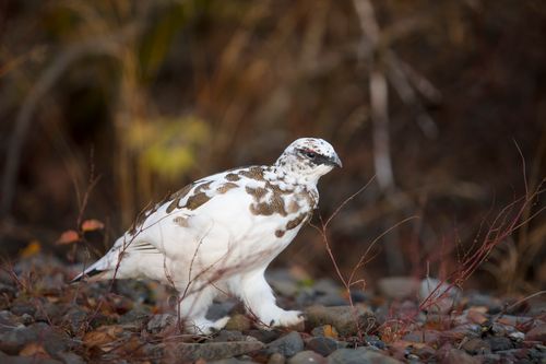 Free Close-up of a wild ptarmigan on rocky ground showcasing its beautiful camouflage in fall colors. Stock Photo