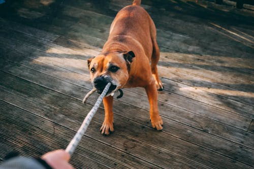 Free Brown Dog Biting A Rope Stock Photo