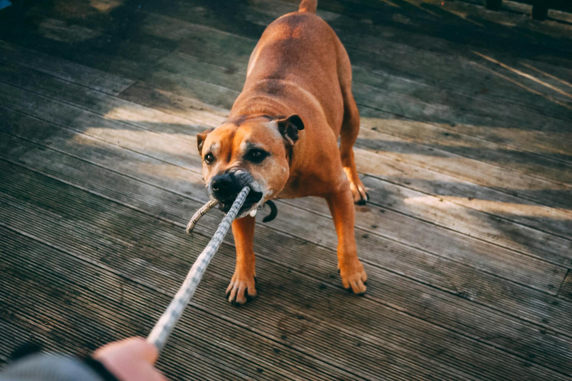 Brown Dog Biting A Rope