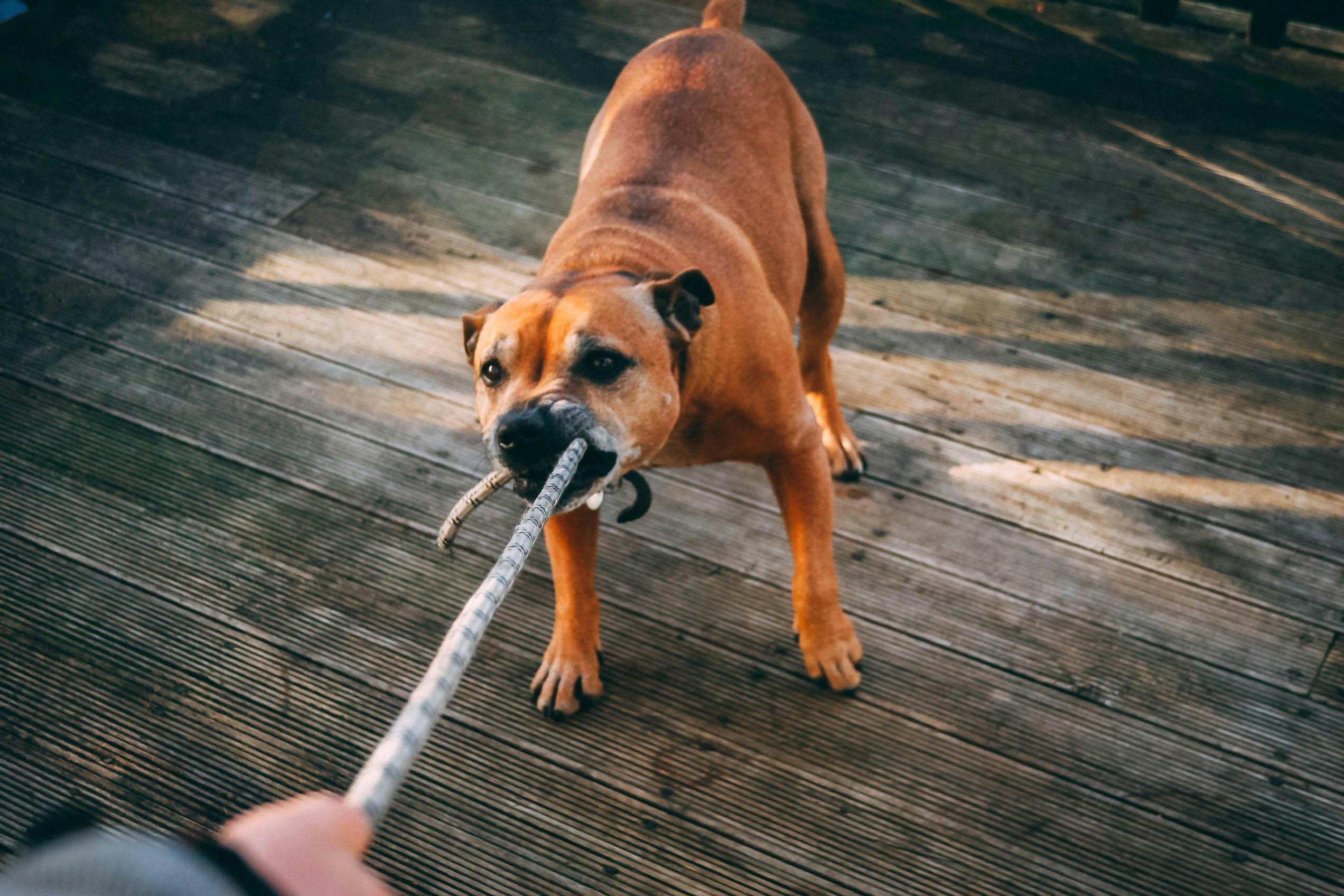 Brown Dog Biting A Rope · Free Stock Photo