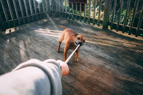 бесплатная Собака кусает веревку человека, держащего веревку Стоковое фото