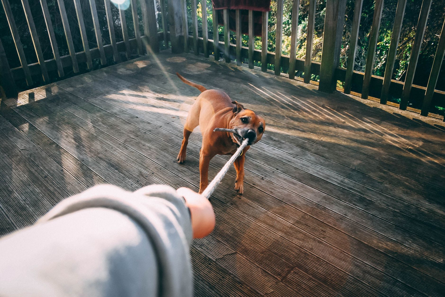 TikTok Dog Video Backlash: Why Pet Lovers Demand Breakup