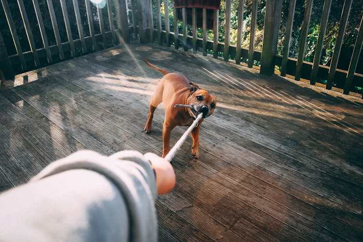 Dog Biting Rope Of Person Holding Rope