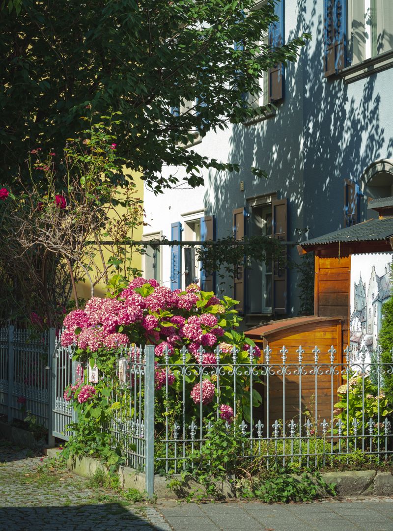 Flowering trailers tumbling over a garden fence
