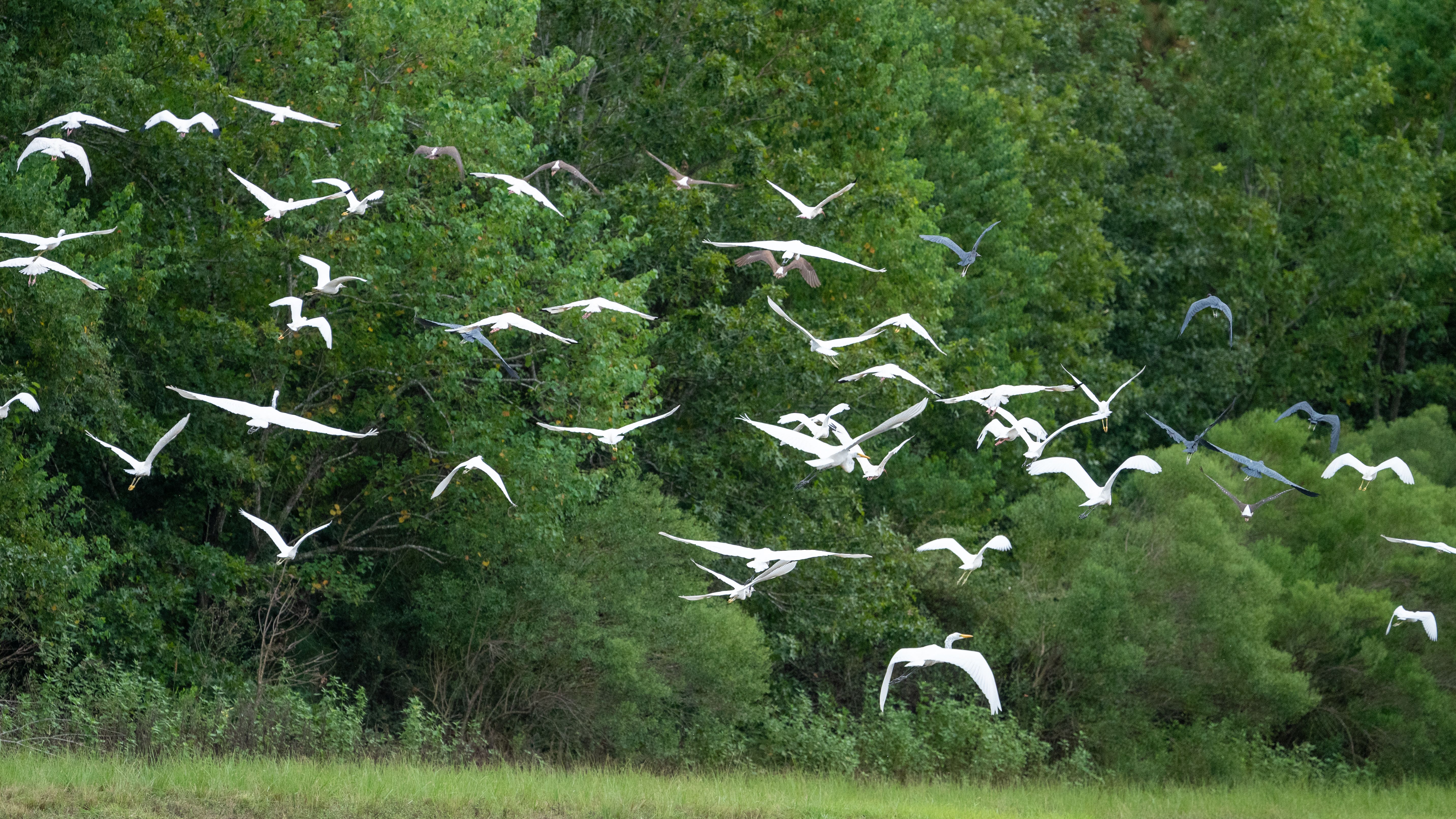 A flock of white birds flying over a field · Free Stock Photo