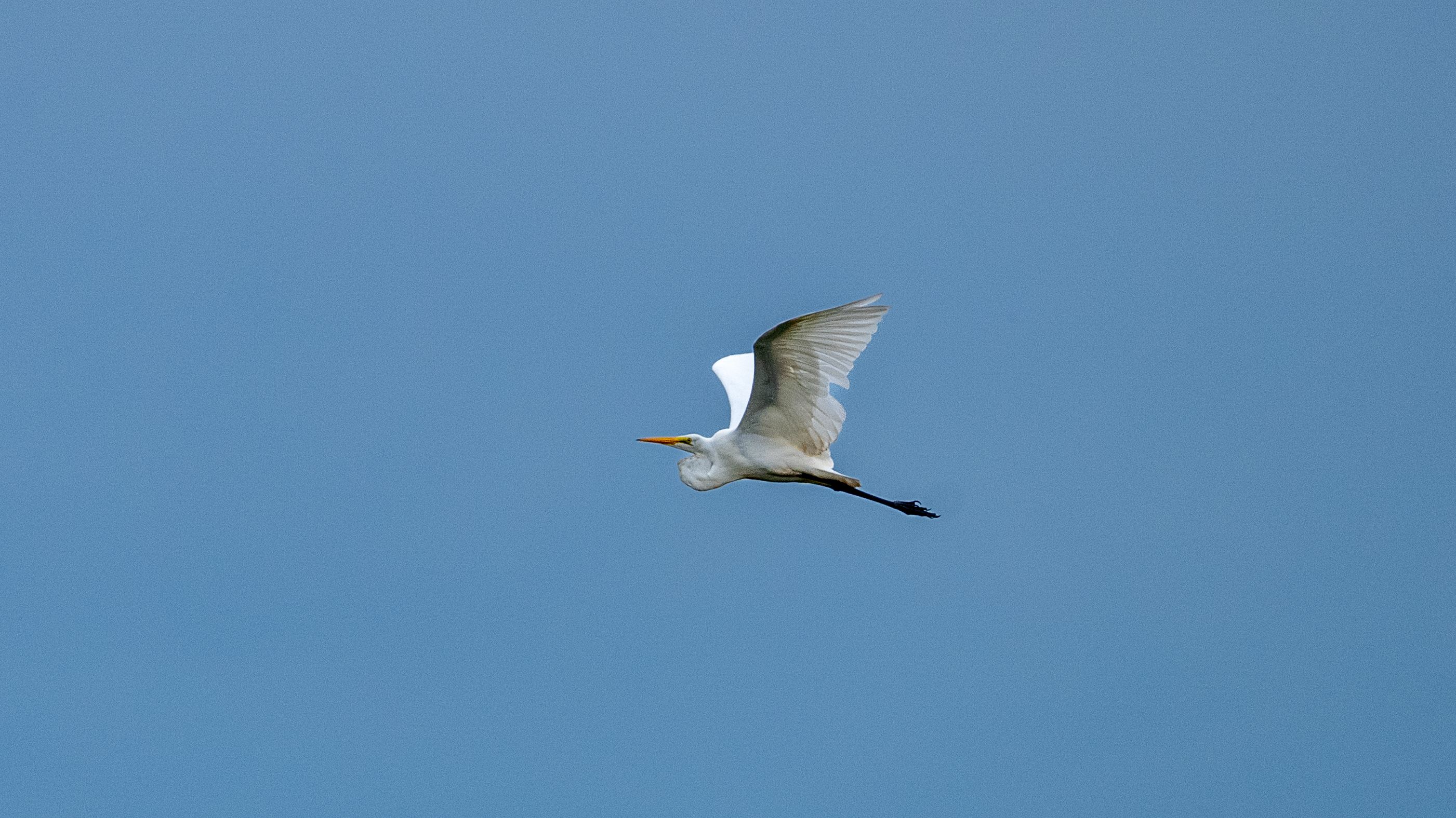 A white bird flying in the blue sky · Free Stock Photo