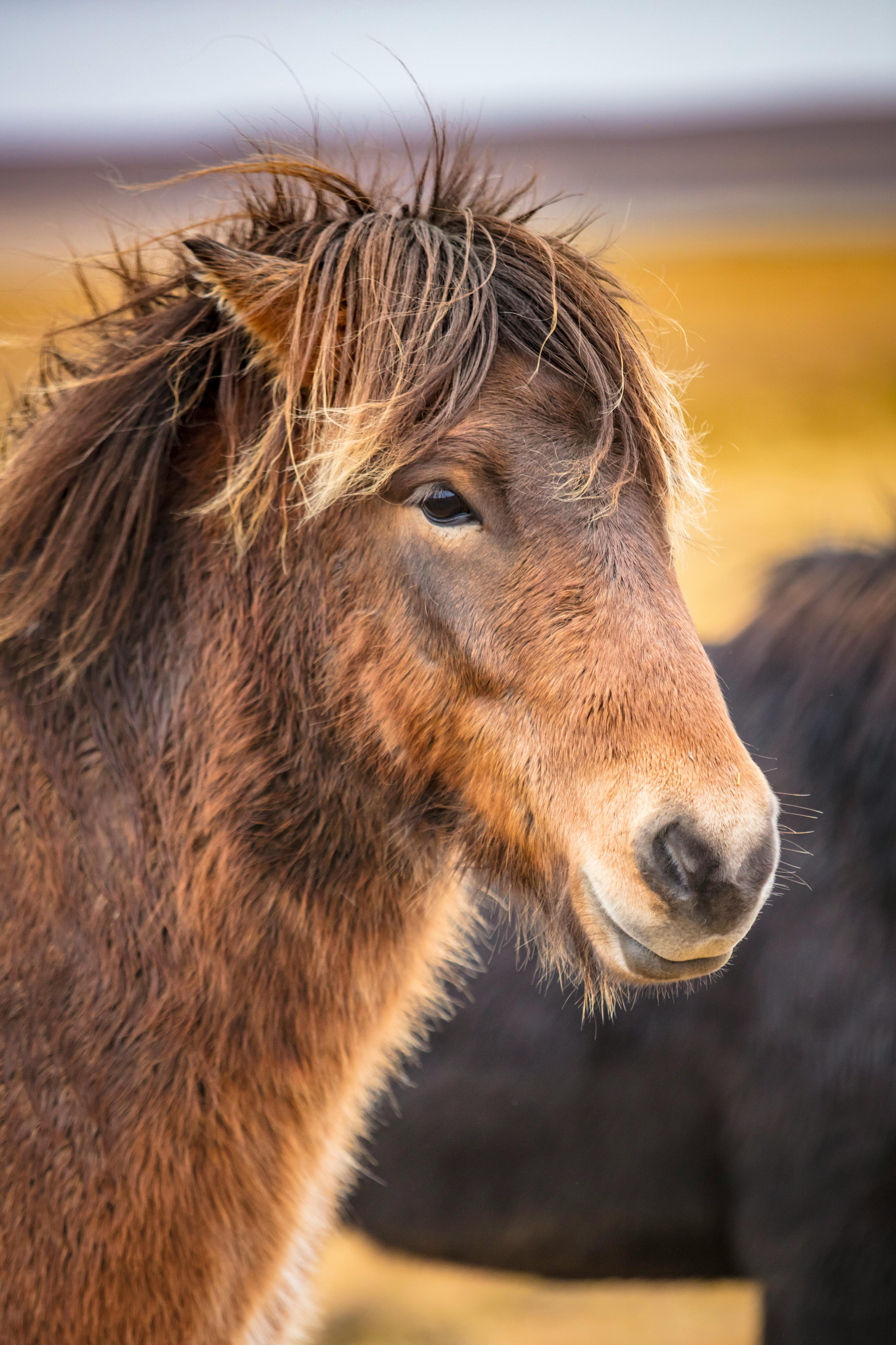 a close up of a horse with long hair