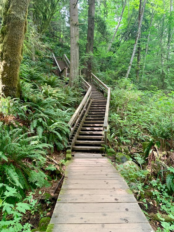 Foto stok gratis di luar rumah, hiking, hutan